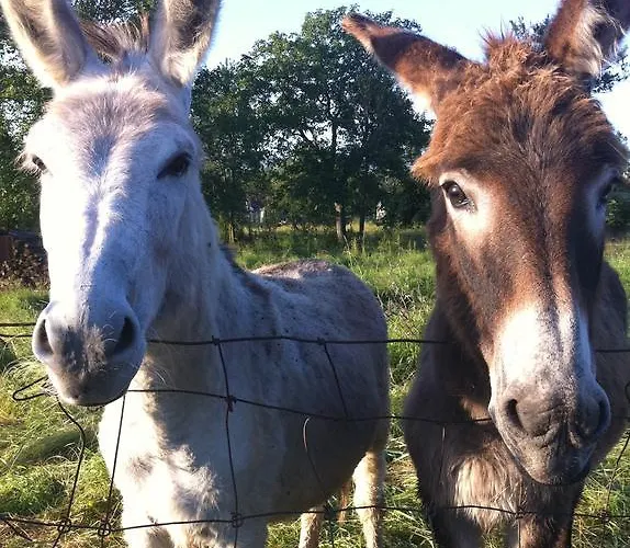 Nocleg ze śniadaniem D'hotes Le Mont D'anon 3*